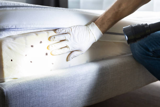 Best Flea Control Services  in Syracuse, UT