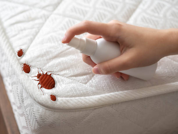 Trusted Syracuse, UT Pest Control Experts